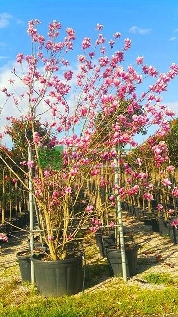 Magnolia Soulangeana Multi Stem - View 19 from www redcrocus com