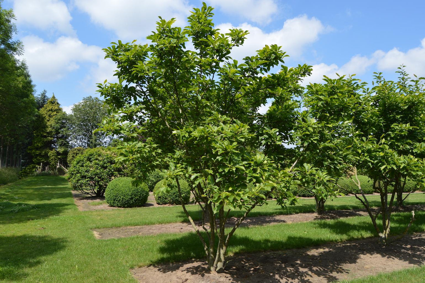 Magnolia Soulangeana Multi Stem - View 1 from www redcrocus com