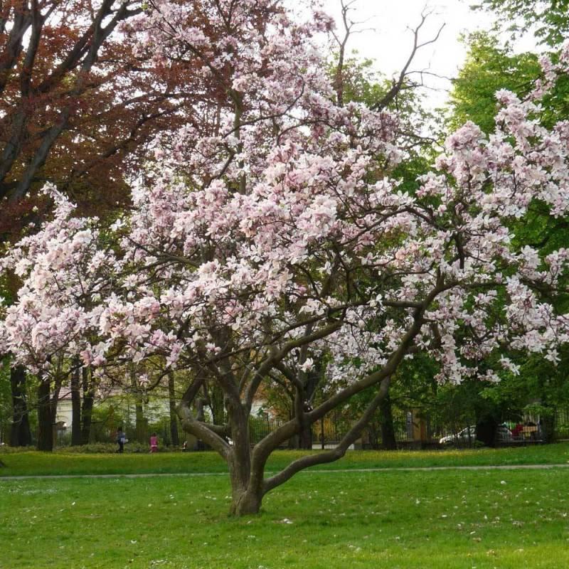Magnolia Soulangeana Multi Stem - View 20 from www redcrocus com