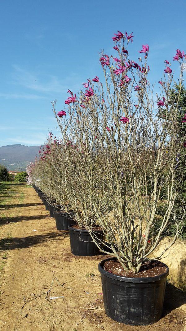 Magnolia Soulangeana Multi Stem - View 2 from www redcrocus com