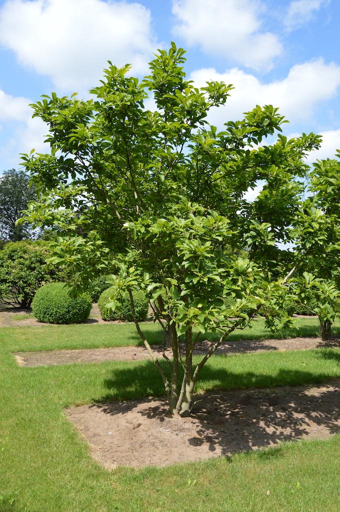 Magnolia Soulangeana Multi Stem - View 5 from www redcrocus com
