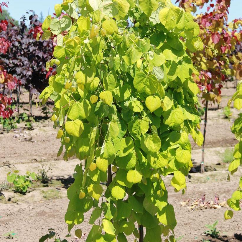 Cercis Canadensis Golden Falls Single Stem - View 14 from www redcrocus com