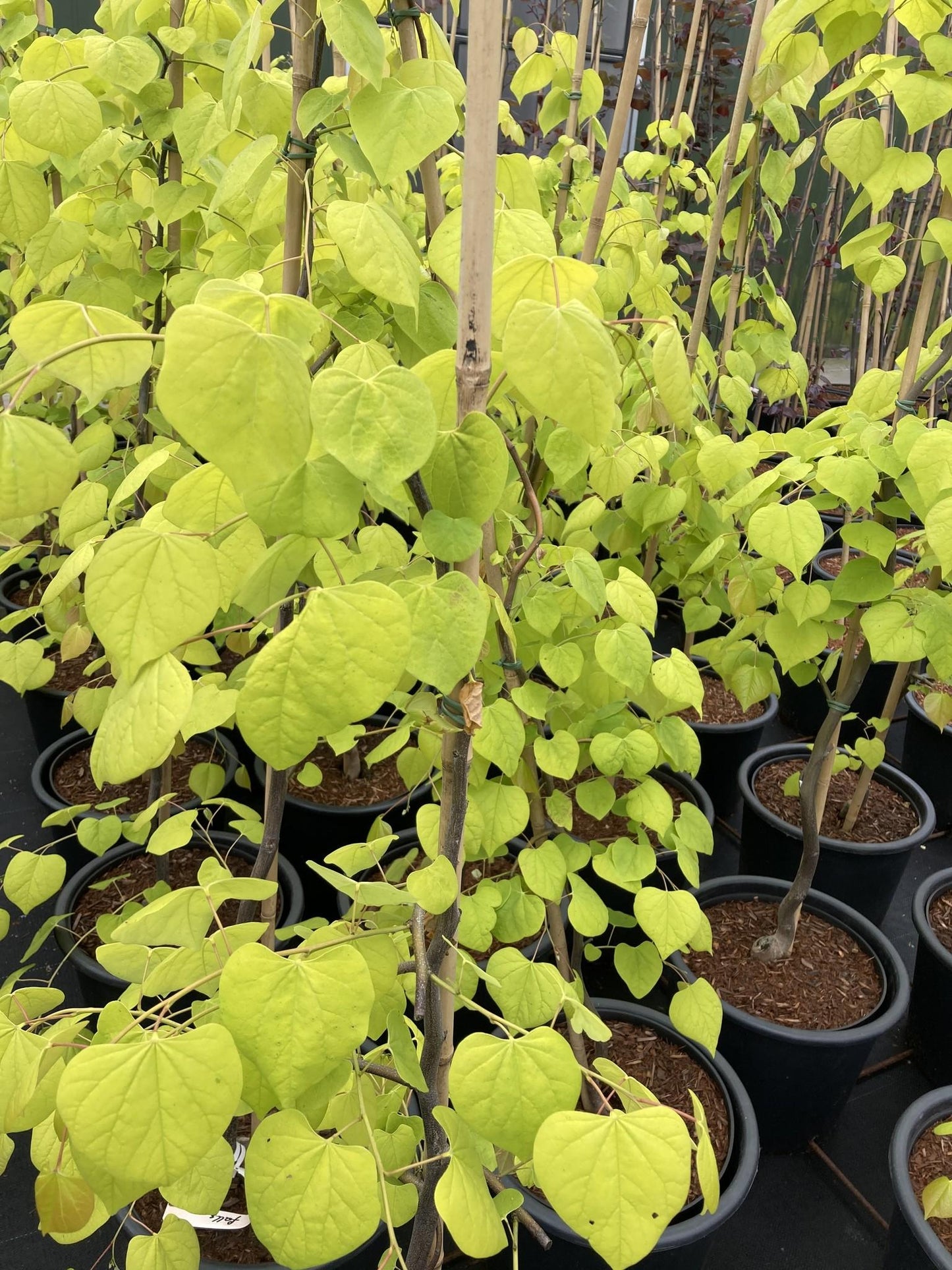 Cercis Canadensis Golden Falls Single Stem - View 15 from www redcrocus com