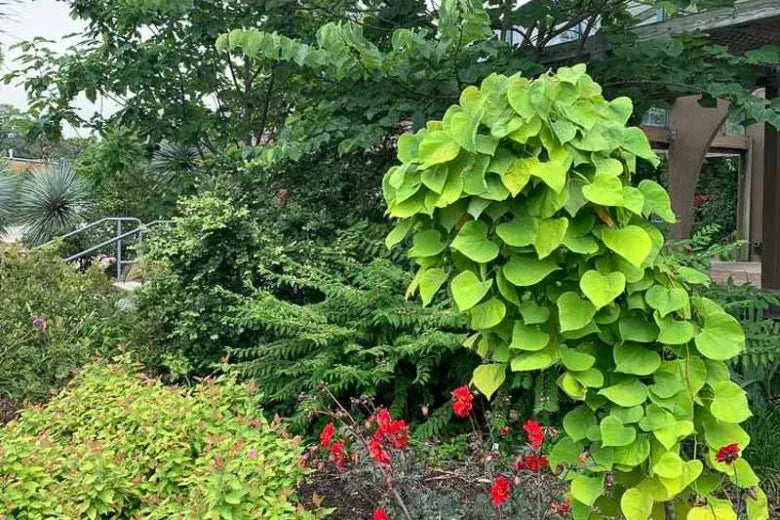 Cercis Canadensis Golden Falls Single Stem - View 16 from www redcrocus com