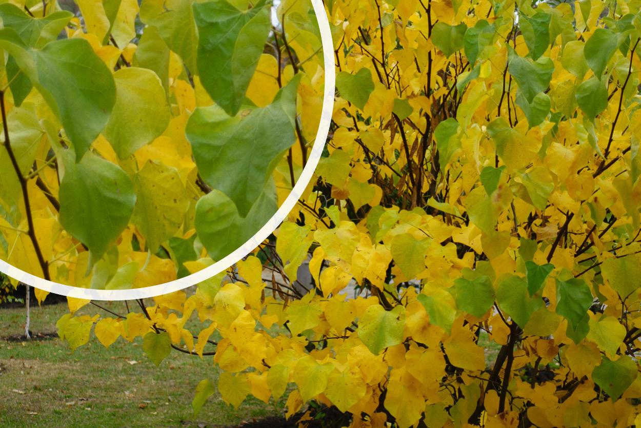 Cercis Canadensis Golden Falls Single Stem - View 17 from www redcrocus com
