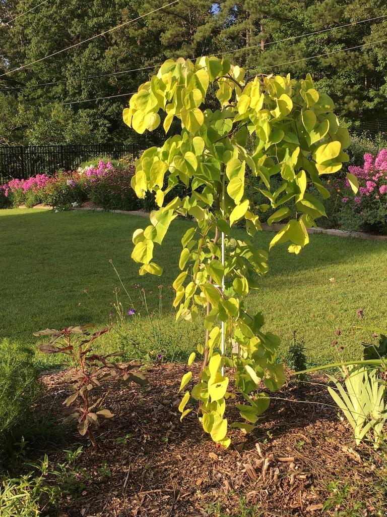 Cercis Canadensis Golden Falls Single Stem - View 1 from www redcrocus com