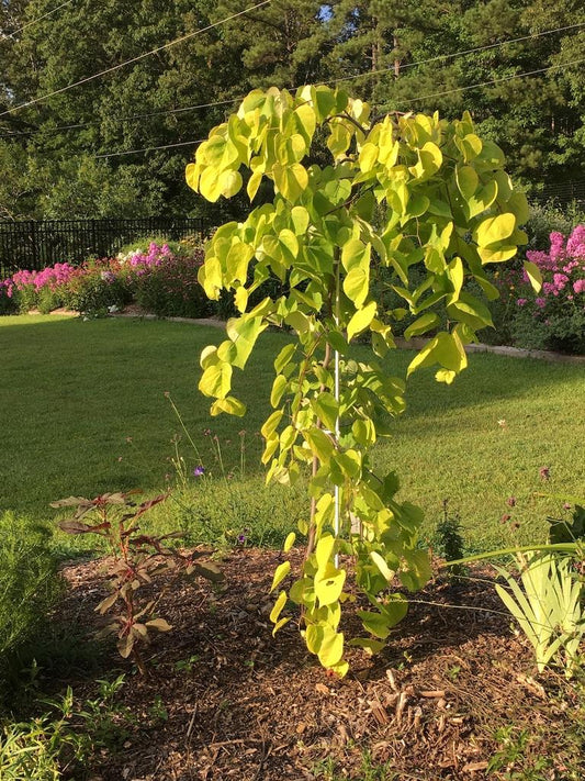 Cercis Canadensis Golden Falls Single Stem - View 1 from www redcrocus com