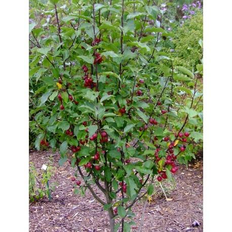Malus Velvet Pillar - View 12 from www redcrocus com