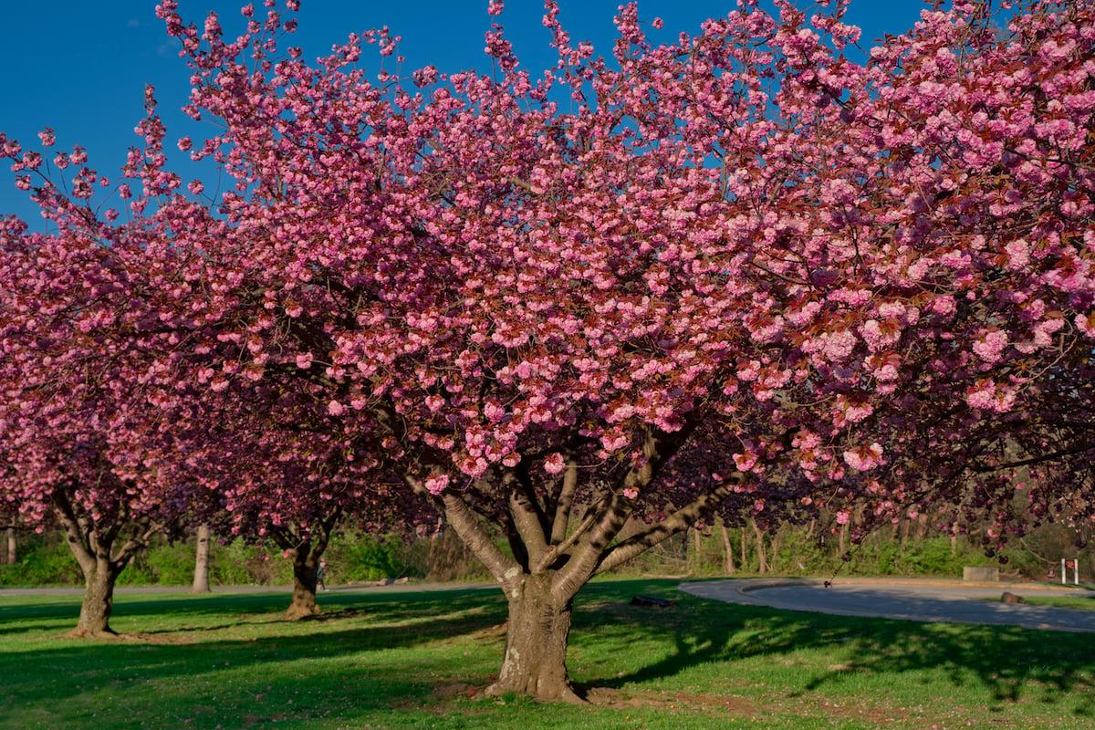 Malus Velvet Pillar - View 13 from www redcrocus com