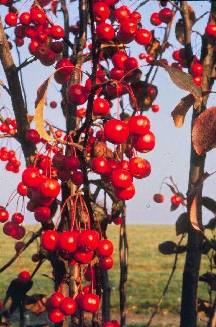 Malus Velvet Pillar - View 14 from www redcrocus com