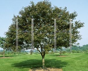 Malus Velvet Pillar - View 15 from www redcrocus com