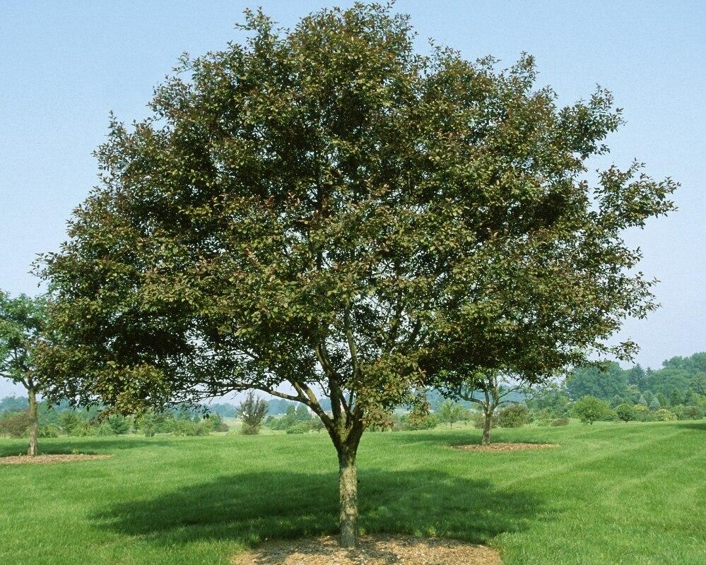 Malus Velvet Pillar - View 16 from www redcrocus com