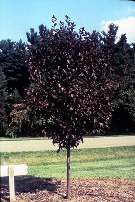 Malus Velvet Pillar - View 1 from www redcrocus com