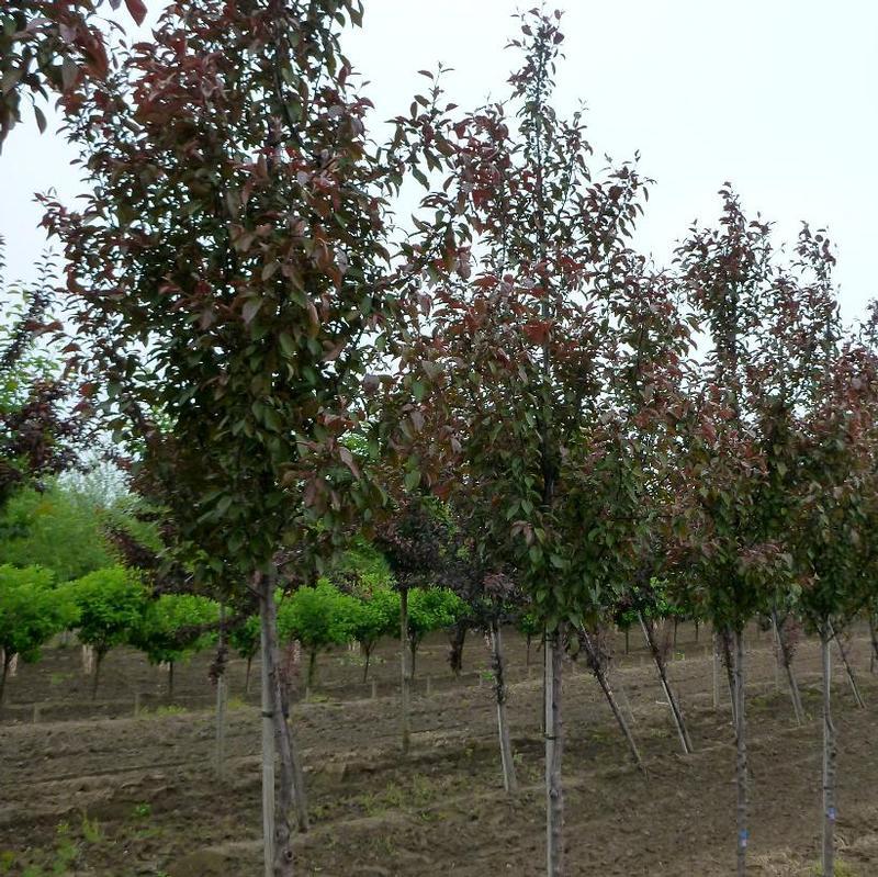 Malus Velvet Pillar - View 2 from www redcrocus com