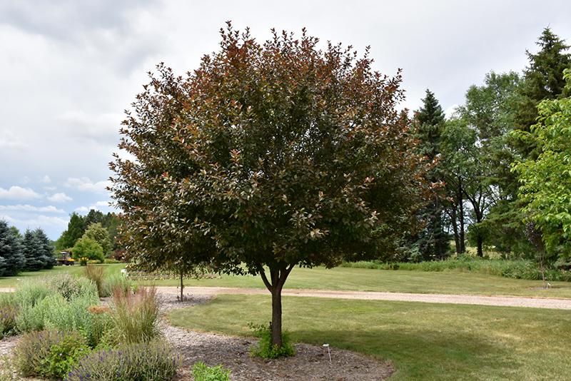 Malus Velvet Pillar - View 3 from www redcrocus com