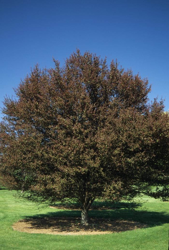 Malus Velvet Pillar - View 4 from www redcrocus com