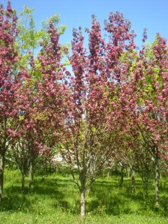 Malus Velvet Pillar - View 5 from www redcrocus com