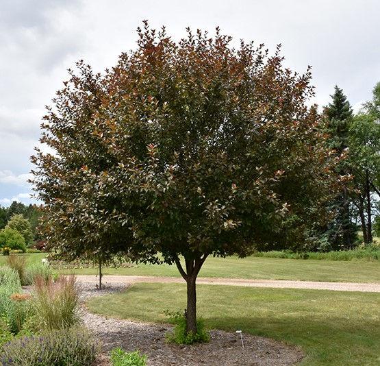 Malus Velvet Pillar - View 8 from www redcrocus com