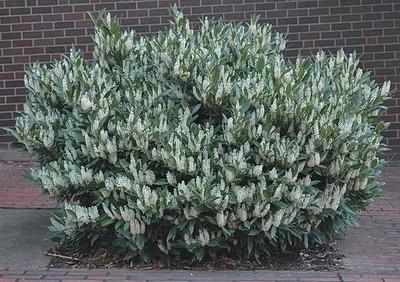 Prunus Laurocerasus Otto Luyken - View 10 from www redcrocus com