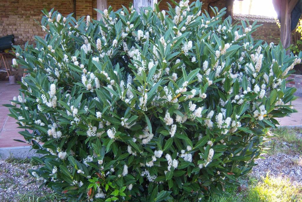 Prunus Laurocerasus Otto Luyken - View 12 from www redcrocus com