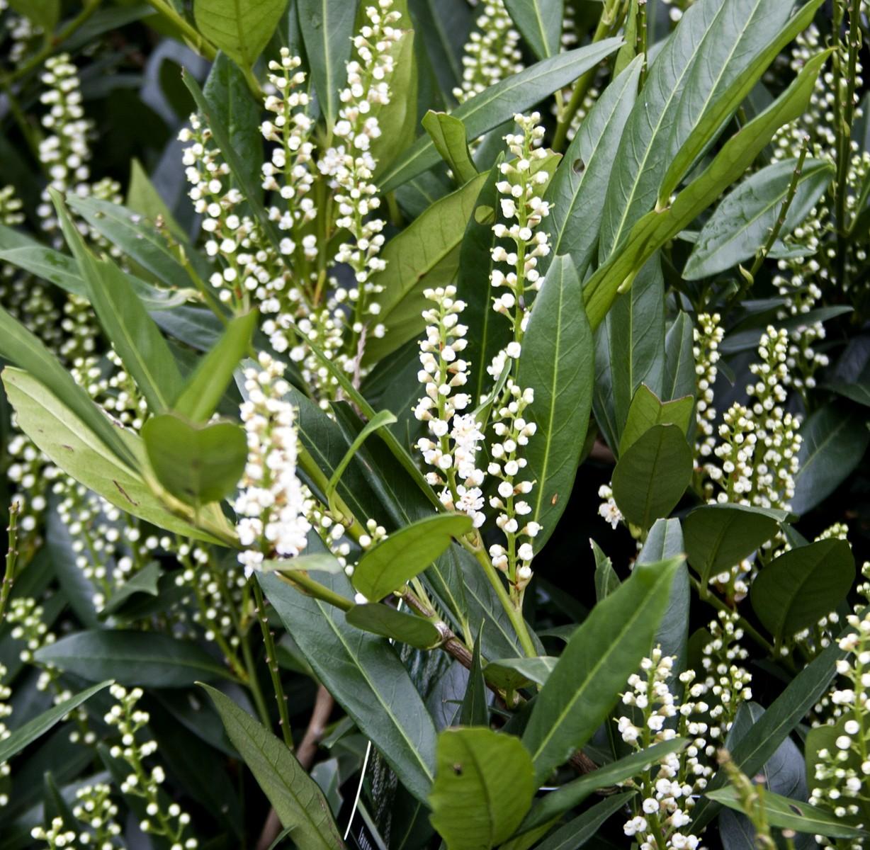Prunus Laurocerasus Otto Luyken - View 17 from www redcrocus com