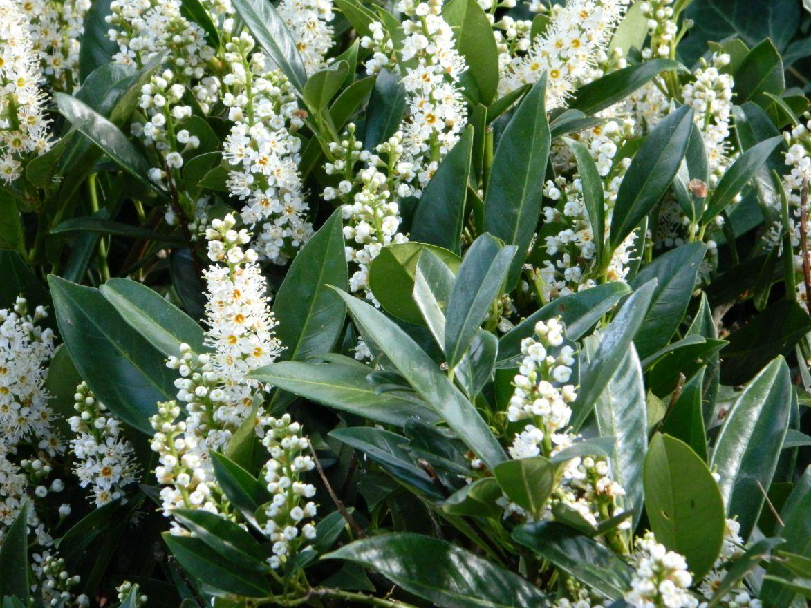 Prunus Laurocerasus Otto Luyken - View 1 from www redcrocus com