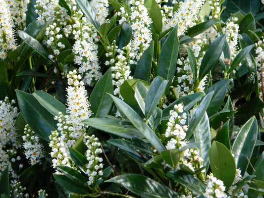 Prunus Laurocerasus Otto Luyken - View 1 from www redcrocus com