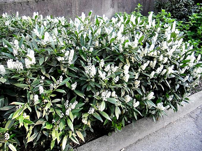 Prunus Laurocerasus Otto Luyken - View 9 from www redcrocus com