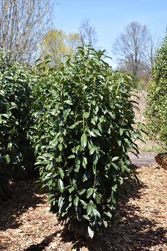 Prunus Laurocerasus Skinny Skip - View 1 from www redcrocus com