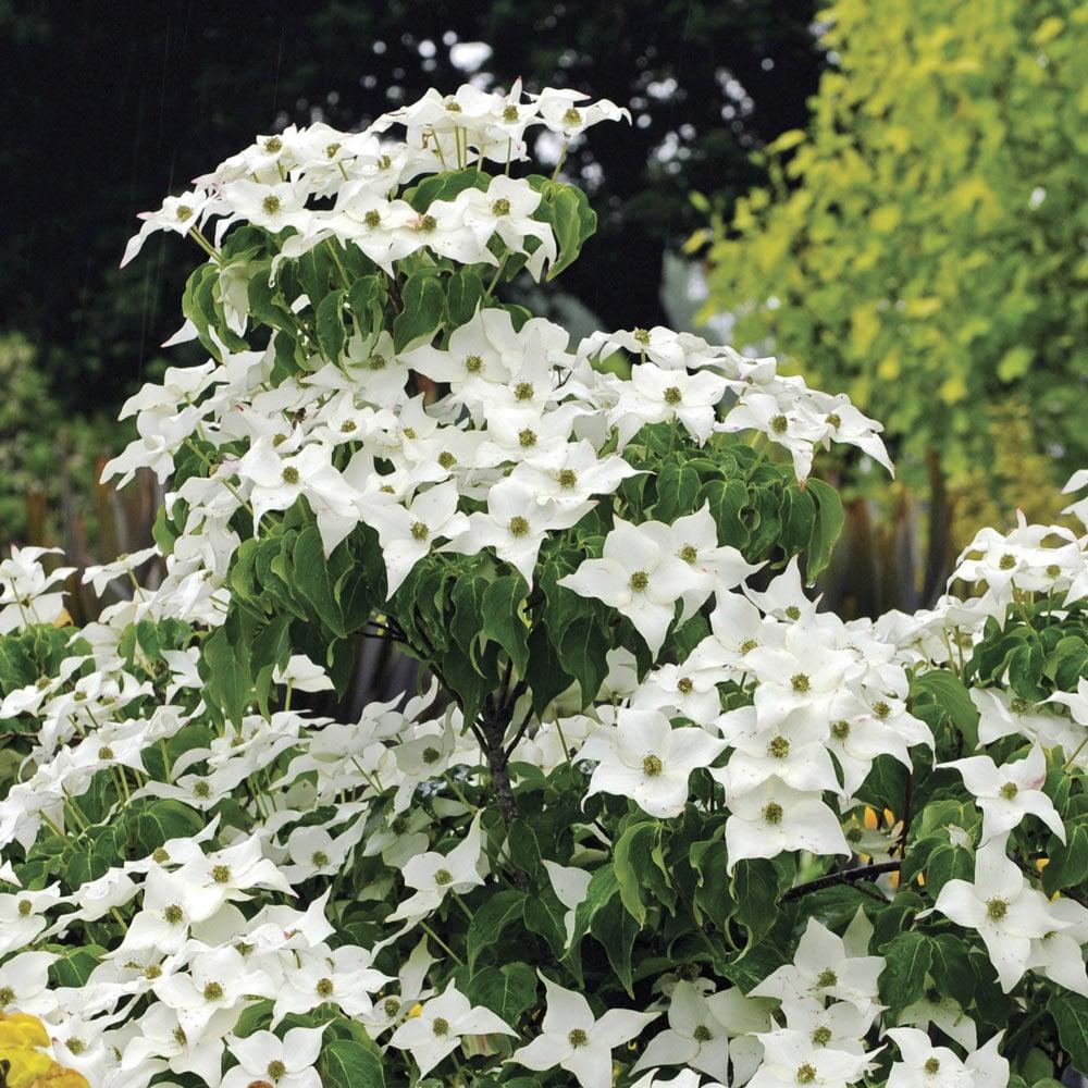 Cornus Kousa Milky Way Single Stem - View 10 from www redcrocus com