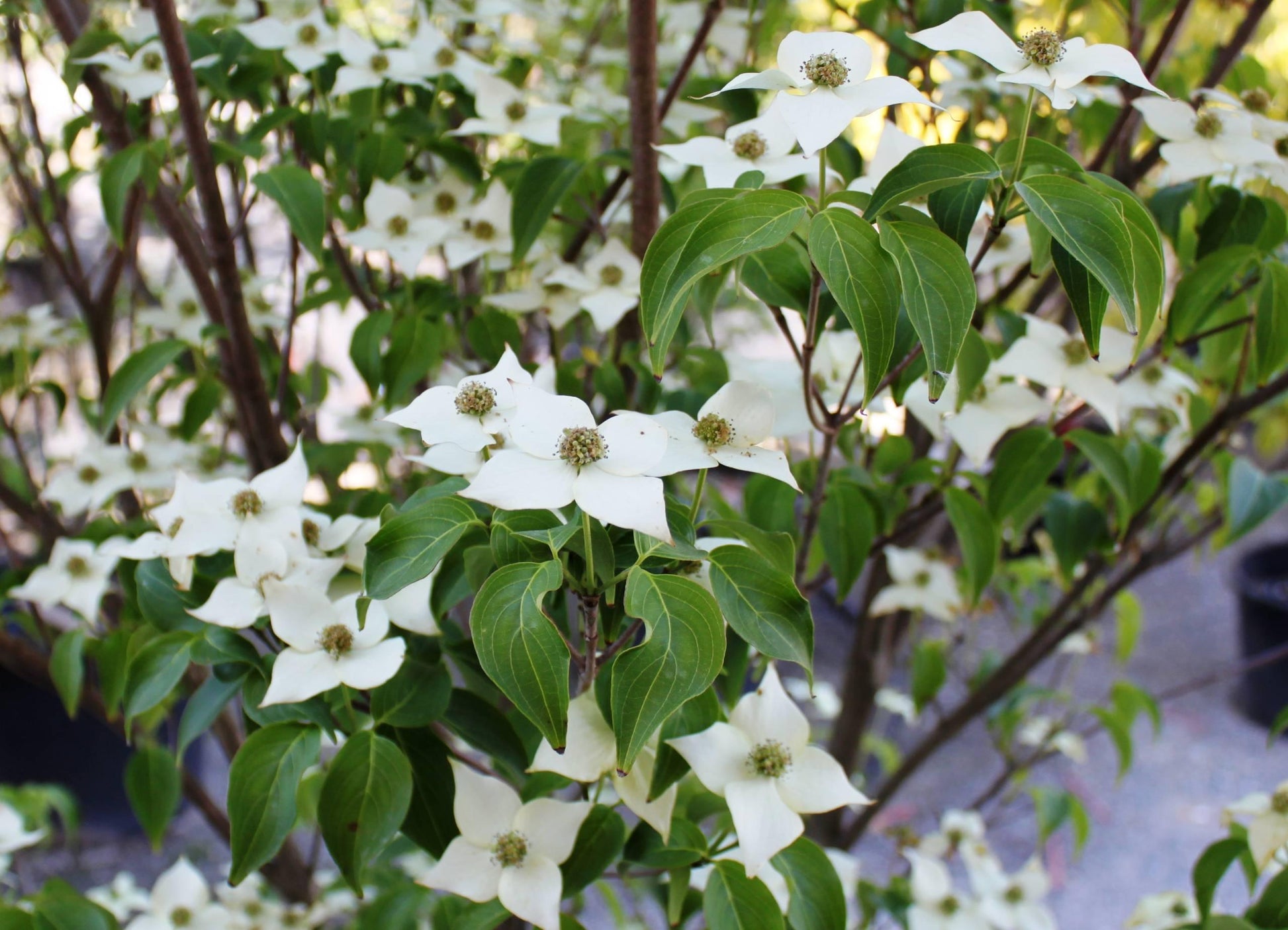 Cornus Kousa Milky Way Single Stem - View 11 from www redcrocus com