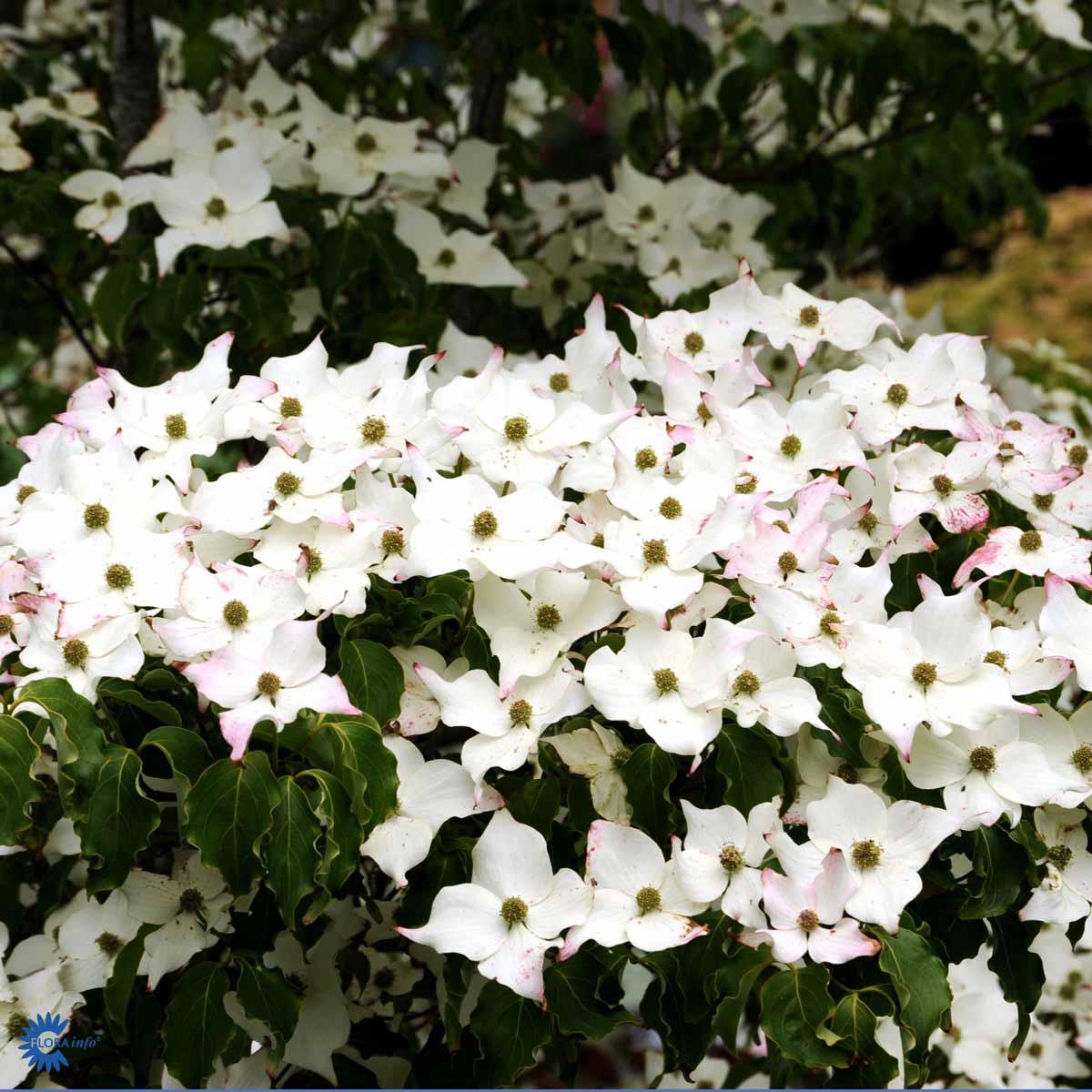 Cornus Kousa Milky Way Single Stem - View 12 from www redcrocus com