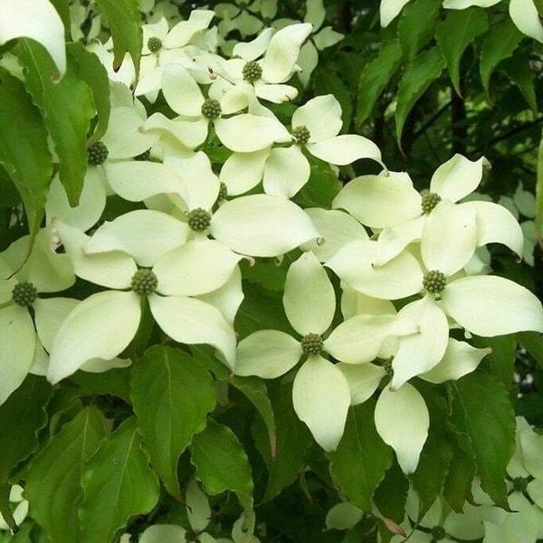 Cornus Kousa Milky Way Single Stem - View 14 from www redcrocus com