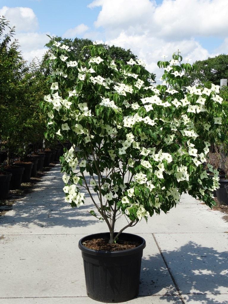Cornus Kousa Milky Way Single Stem - View 17 from www redcrocus com