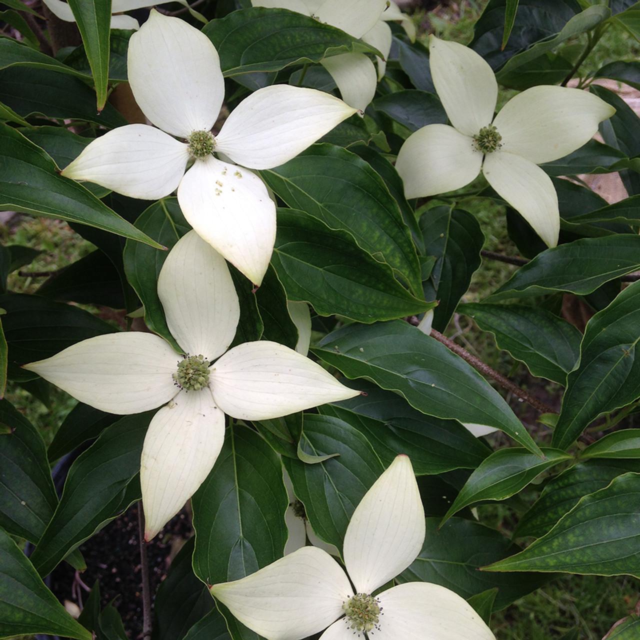 Cornus Kousa Milky Way Single Stem - View 19 from www redcrocus com