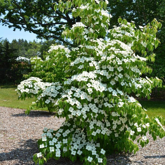 Cornus Kousa Milky Way Single Stem - View 1 from www redcrocus com