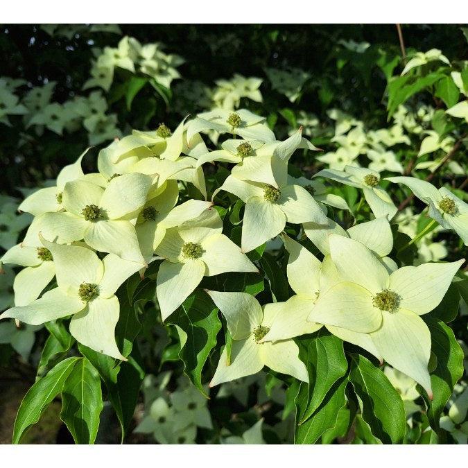 Cornus Kousa Milky Way Single Stem - View 20 from www redcrocus com