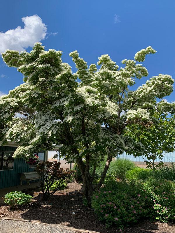 Cornus Kousa Milky Way Single Stem - View 2 from www redcrocus com