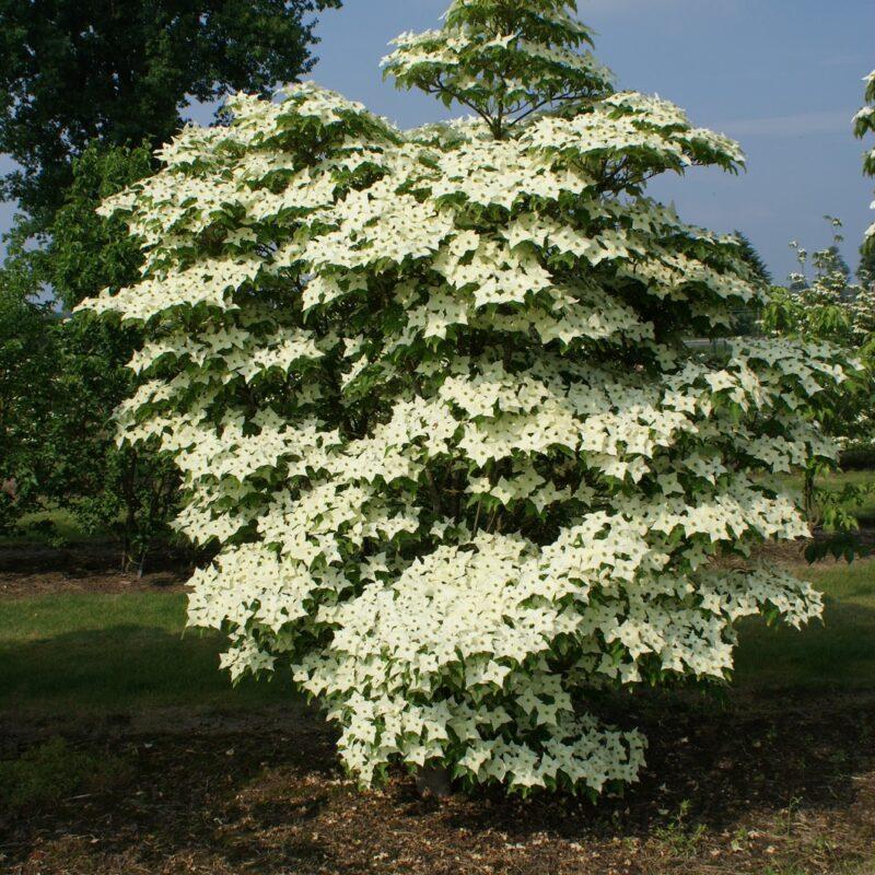 Cornus Kousa Milky Way Single Stem - View 3 from www redcrocus com