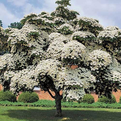 Cornus Kousa Milky Way Single Stem - View 4 from www redcrocus com
