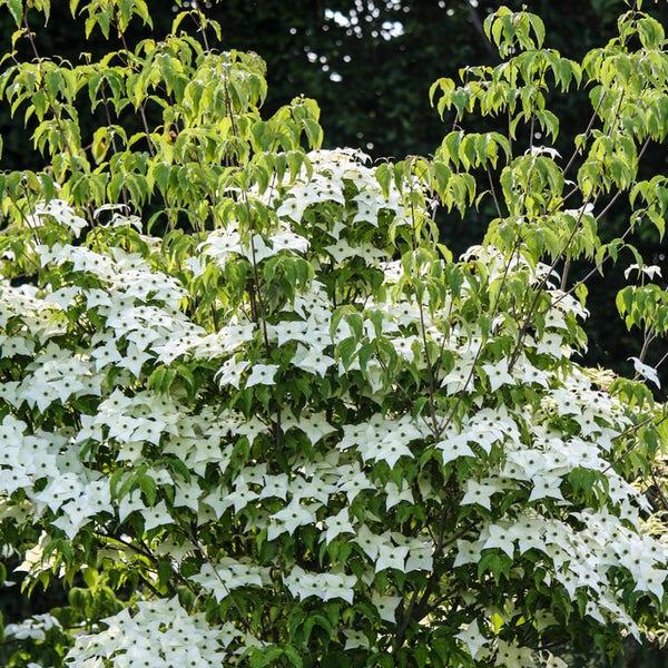 Cornus Kousa Milky Way Single Stem - View 5 from www redcrocus com