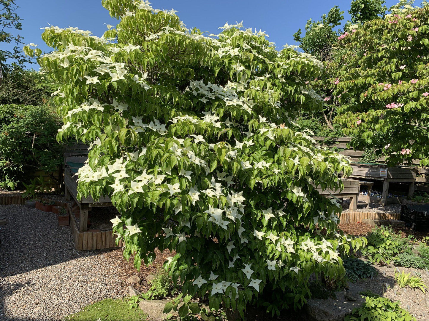 Cornus Kousa Milky Way Single Stem - View 6 from www redcrocus com