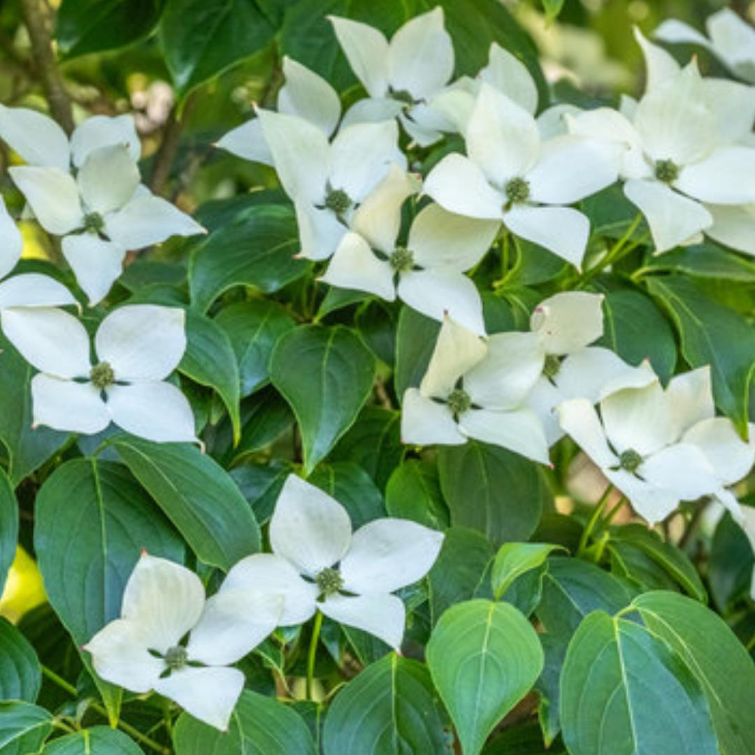 Cornus Kousa Milky Way Single Stem - View 7 from www redcrocus com
