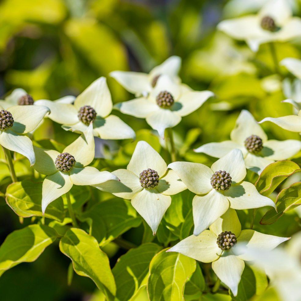 Cornus Kousa Milky Way Single Stem - View 8 from www redcrocus com