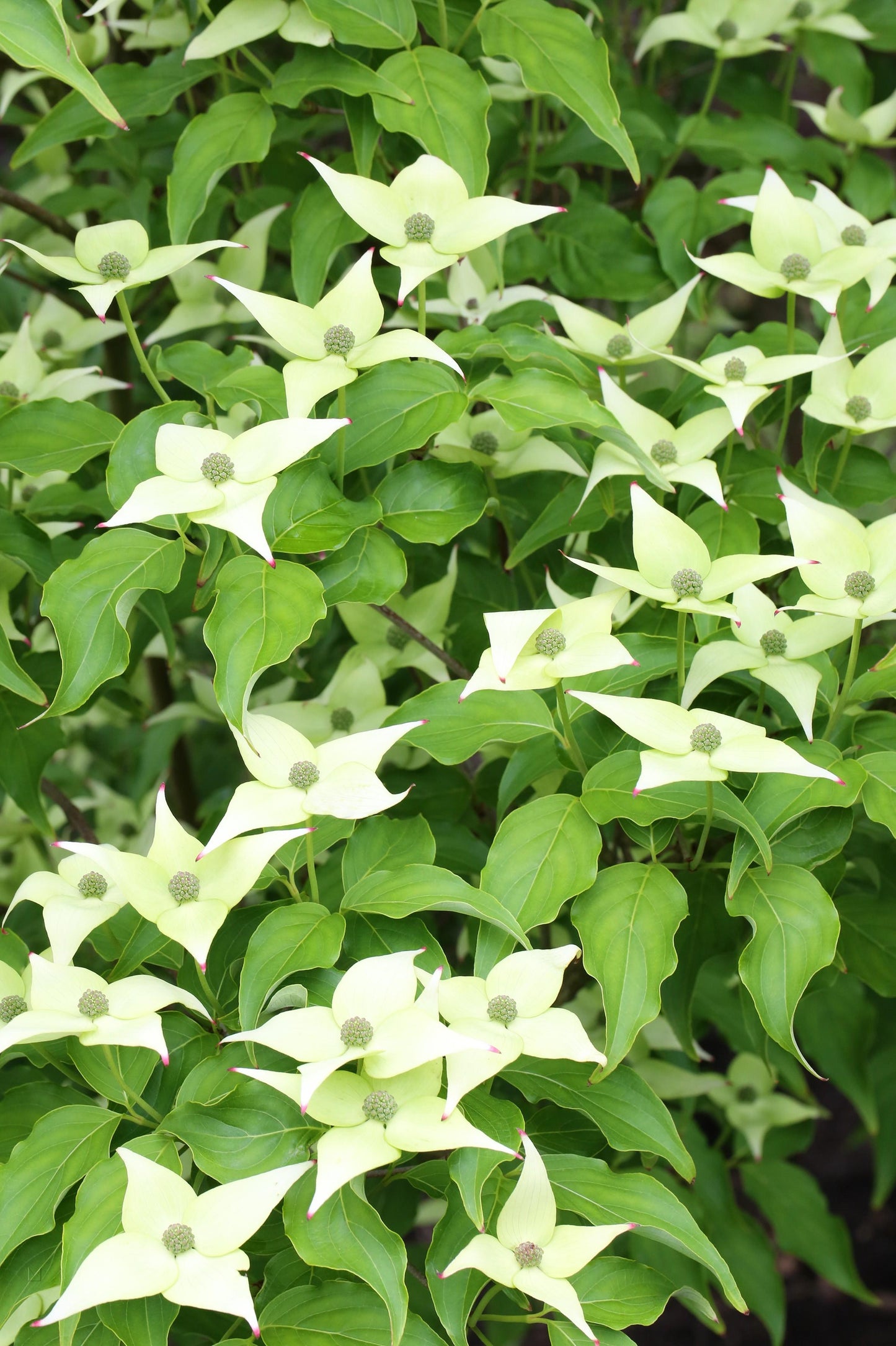 Cornus Kousa Milky Way Single Stem - View 9 from www redcrocus com