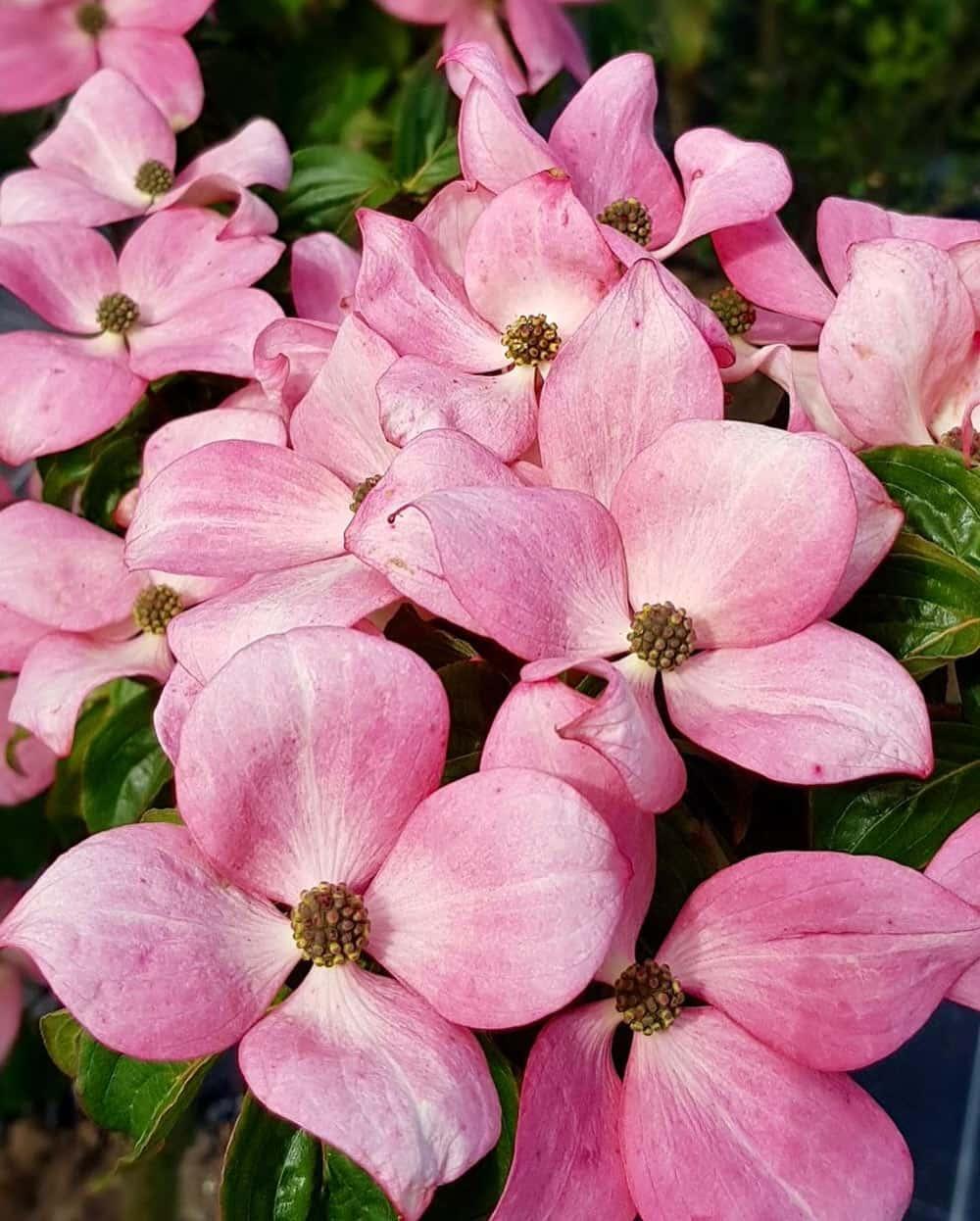 Cornus Kousa Satomi - View 12 from www redcrocus com