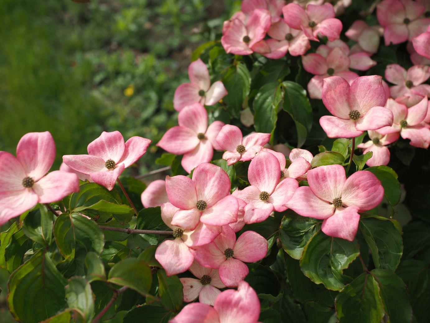 Cornus Kousa Satomi - View 13 from www redcrocus com