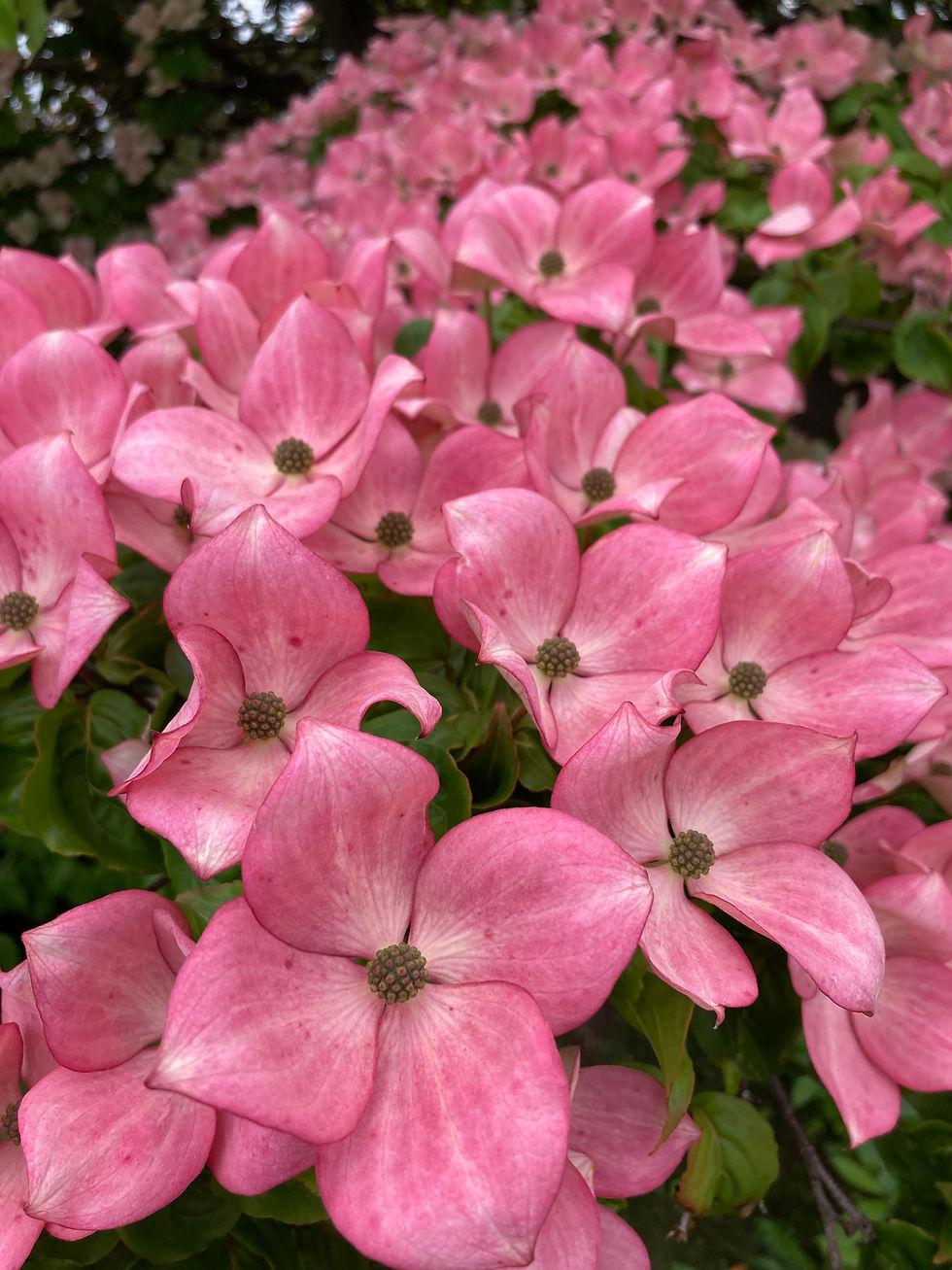 Cornus Kousa Satomi - View 14 from www redcrocus com