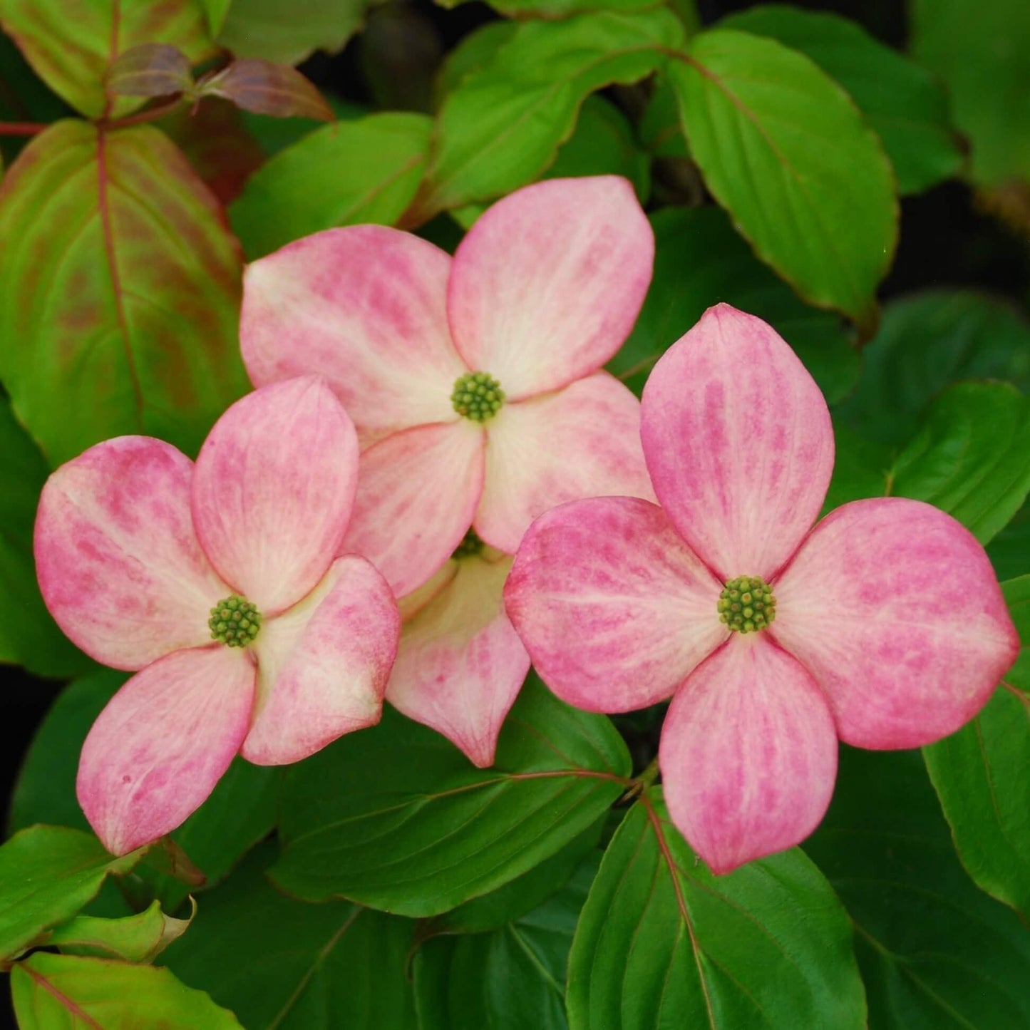 Cornus Kousa Satomi - View 18 from www redcrocus com