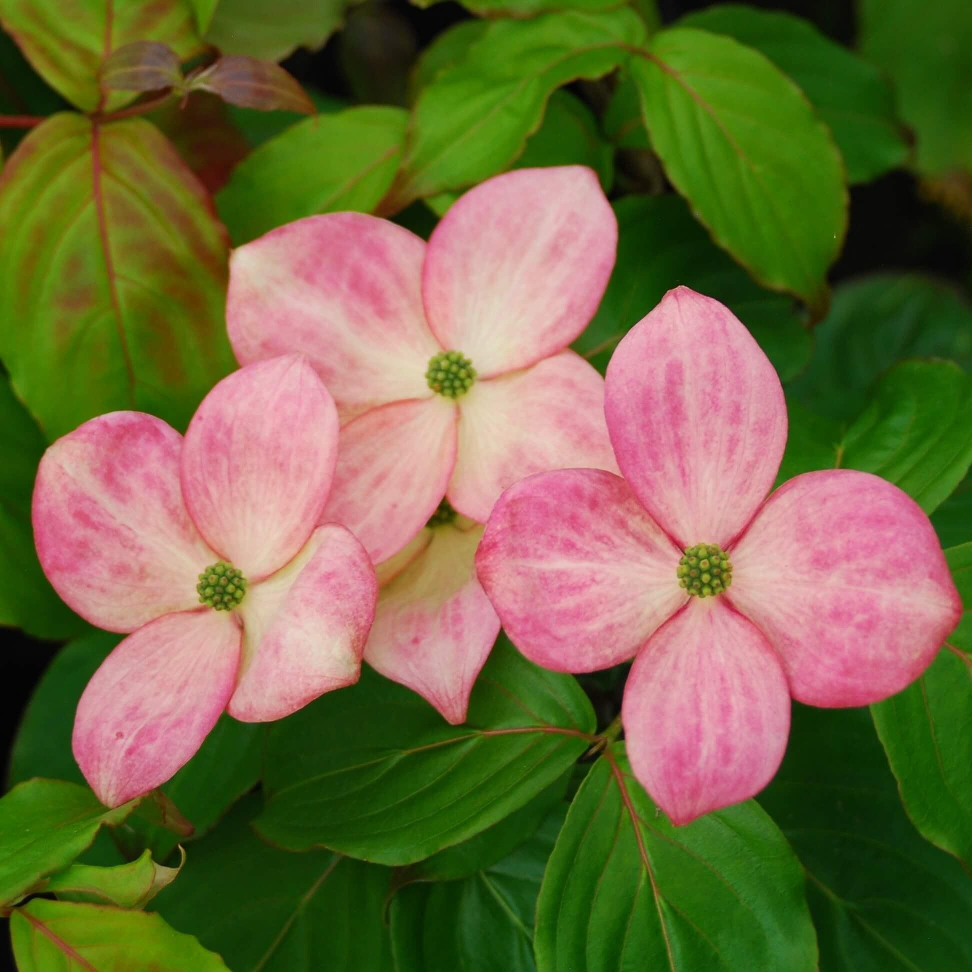Cornus Kousa Satomi - View 18 from www redcrocus com